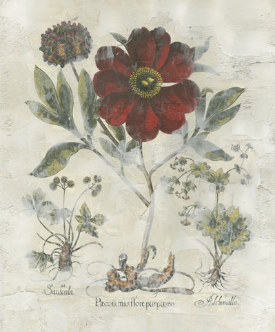 Peony Fresco I