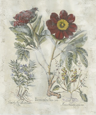 Peony Fresco II
