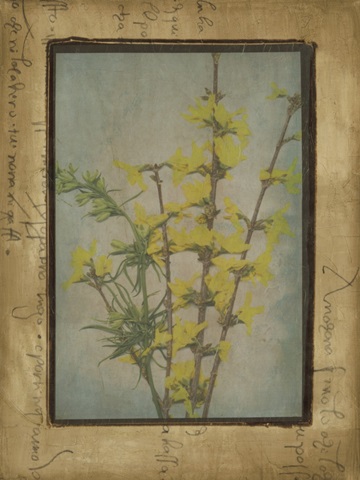 Photographic Floral Collage IV