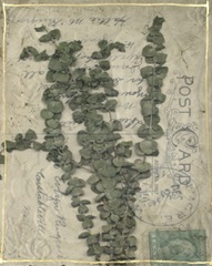 Postcard Wildflowers III