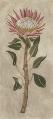 Protea I
