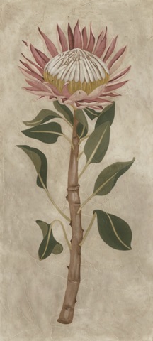 Protea I