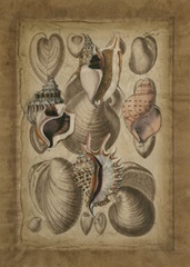Seashell Collection I