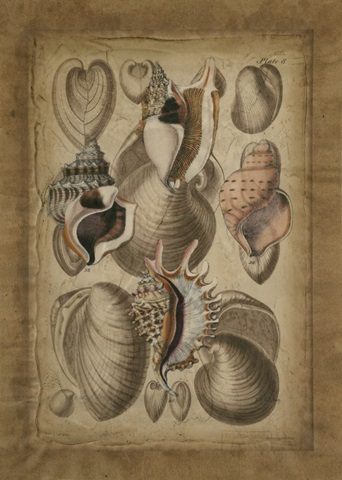 Seashell Collection I