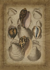 Seashell Collection II