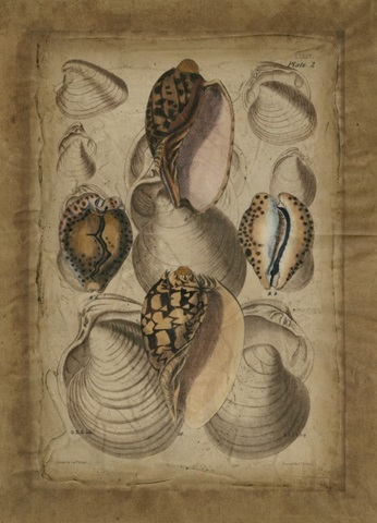 Seashell Collection II