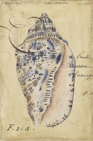 Seashell Ephemera I