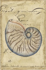 Seashell Ephemera II