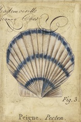 Seashell Ephemera III