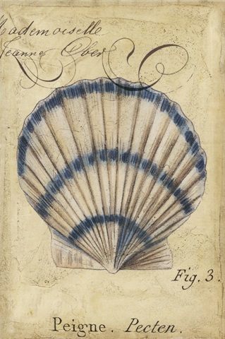 Seashell Ephemera III