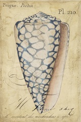 Seashell Ephemera IV