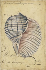 Seashell Ephemera V