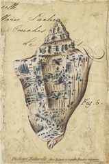 Seashell Ephemera VI