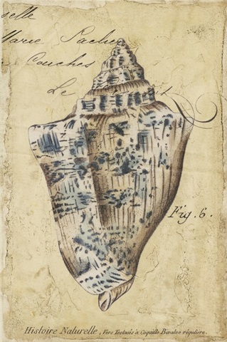 Seashell Ephemera VI