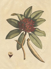 Seasonal Foliage III