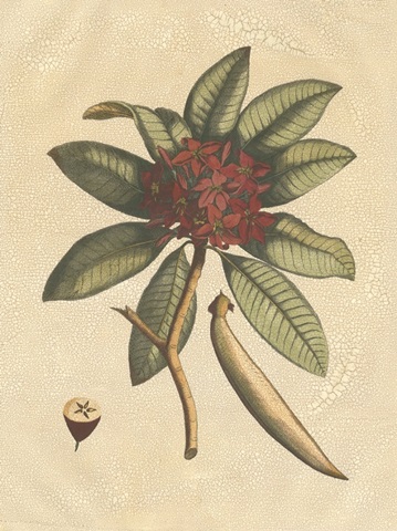 Seasonal Foliage III