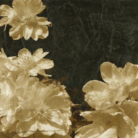 Sepia Peonies I
