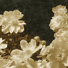 Sepia Peonies III
