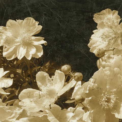 Sepia Peonies III