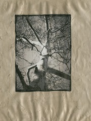 Silver Plate Birch I