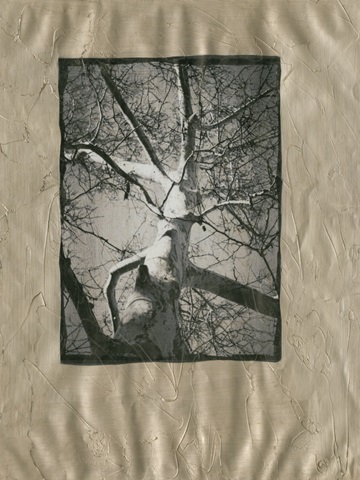 Silver Plate Birch I