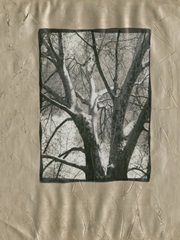 Silver Plate Birch II