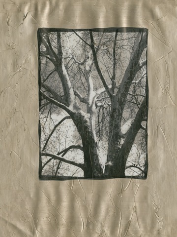 Silver Plate Birch II