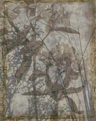 Silvery Wildflowers II