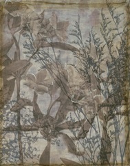 Silvery Wildflowers III