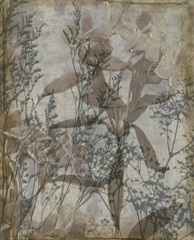 Silvery WIldflowers IV