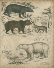 Species of Bear