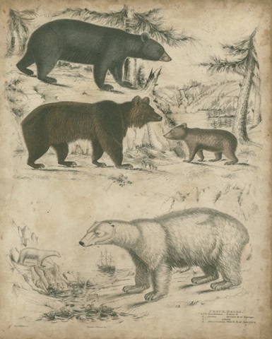 Species of Bear