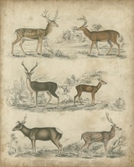 Species of Deer