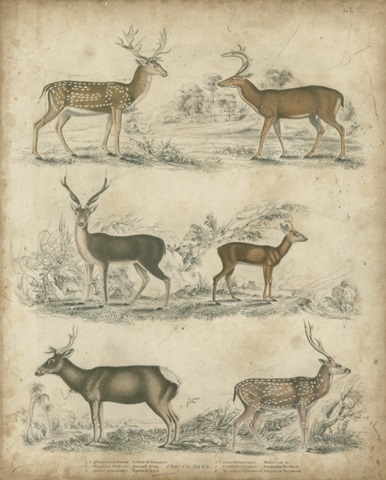 Species of Deer