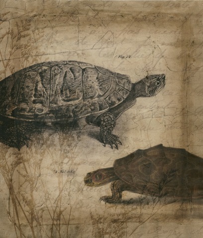 Tandem Tortoise I