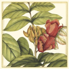 Tropical Blooms and Foliage III