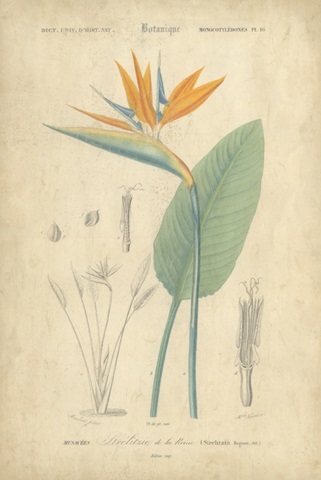 Tropical Botanique I