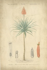 Tropical Botanique II