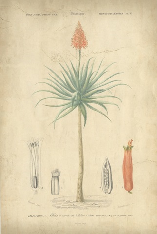 Tropical Botanique II