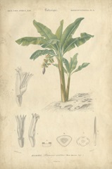 Tropical Botanique III