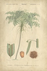 Tropical Botanique IV