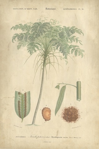 Tropical Botanique IV