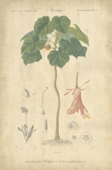 Tropical Botanique V