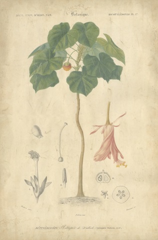 Tropical Botanique V