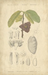 Tropical Botanique VI