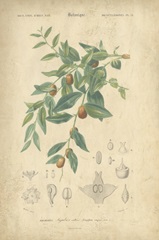 Tropical Botanique VII