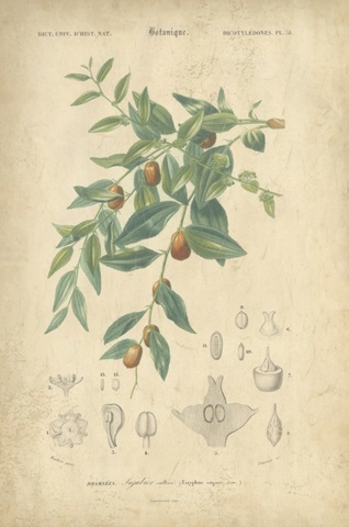 Tropical Botanique VII