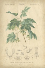 Tropical Botanique VIII