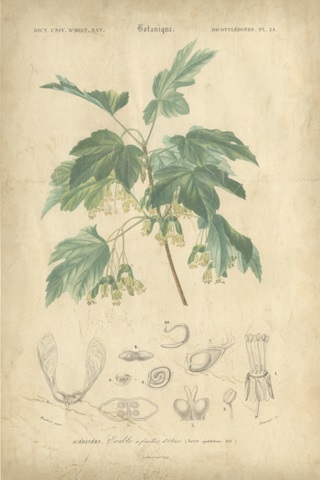 Tropical Botanique VIII