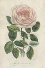 Van Houtte Pink Rose